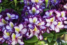 Rhododendron  'Happy Dendron'® Pushy
